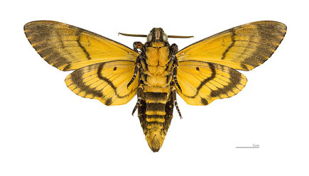 Totenkopfschwärmer_https://upload.wikimedia.org/wikipedia/commons/b/b7/Acherontia_atropos_MHNT_ventre.jpg