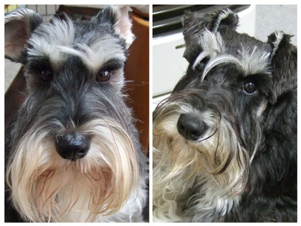 店名の由来になった看板犬、ミニチュアシュナウザーのオリバーとロゼのコラージュ写真