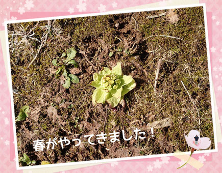 ふきのとう