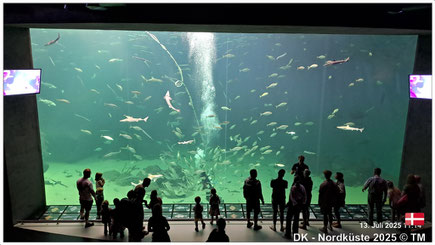 Aquarium Hirtshals/DK