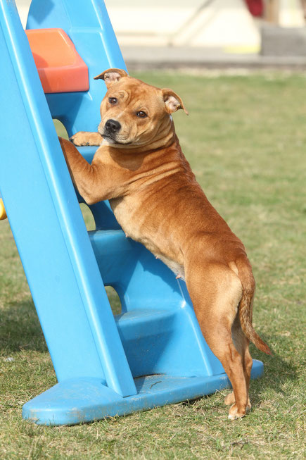 GOOD DOGS Hundeschule in Rodgau, Heusenstamm, Obertshausen, Neu-Isenburg, Dietzenbach, Dreieich, Rödermark, Offenbach.