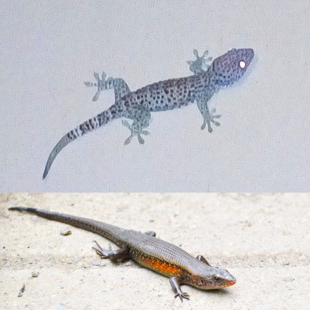 Geckos, Echsen, Insekten, Gefährliche Krabbeltiere, Asien, Südamerika