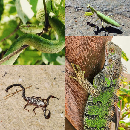 Wilde Tiere, Insekten, Spinnen, Schlagen, auf Reisen, unerwünschte Mitbewohner, Tropfen, Duschgel, Asien