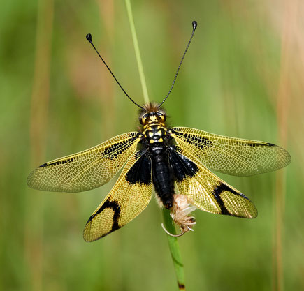 Libelloides longicornis, Langfühlerige Schmetterlingshaft; Foto: Roberto Cabo
