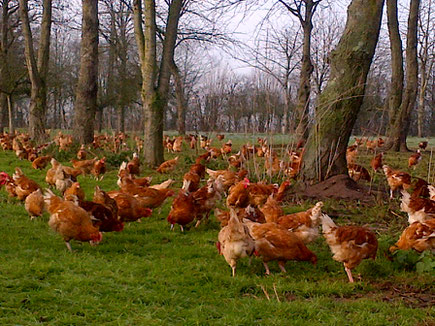 (© agroforesterie.fr)