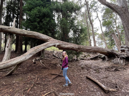 Hosmer Grove Trail