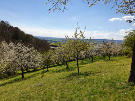 Streuobstwiese im Raum Herrenberg (D. Mohr)