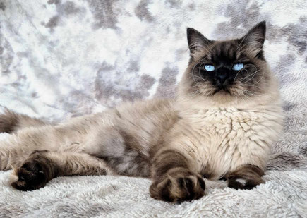 chaton sibérien gris