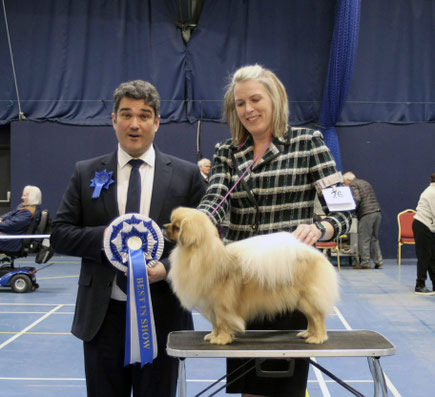 Tibetaanse Spaniel Tibetan Spaniel Tibetansk Spaniel