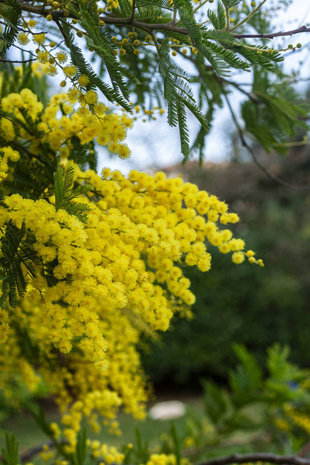 recette sirop fleur de mimosa splash photography photographie culinaire
