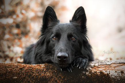 Groenendal Schäferhund mit Baumstamm im Herbst in Landshut