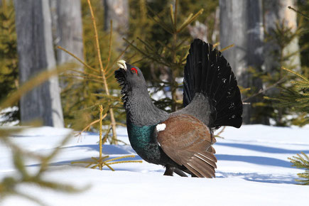 Balzender Auerhahn (Foto: Christoph Moning)