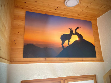 Wandbild Steinbock, Steinböcke Alpstein, Bild Steinbock