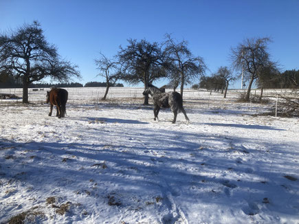 weitläufige Obstbaumwiese im Winter mit leichter Schneedecke, man sieht 2 Pferde im Schritt "weggehen" ein braunes und ein schwarzes, das sich kurz zuvor im Schnee gewälzt hat (man sieht den Schnee im schwerzen Fell),