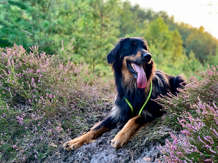 Halsband oder Geschirr? Was ist besser für den Hund