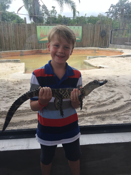 Babyalligator © tb
