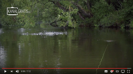 Danica Dudes fly fishing blog - Asp fishing in Bavaria, Germany - fliegenfischen münchen - munich