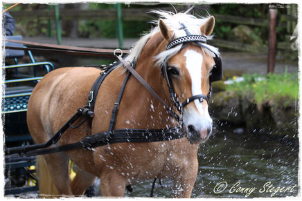 Haflinger - Uta