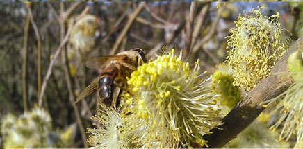 Abeille sur saule marsault