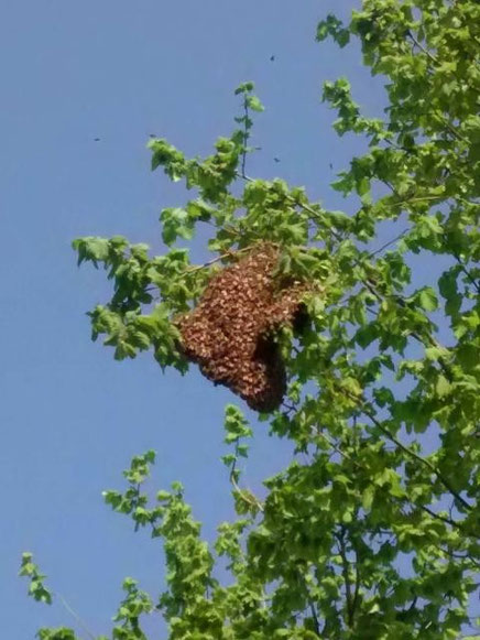 Essaim d'abeilles à 5 mètres du sol