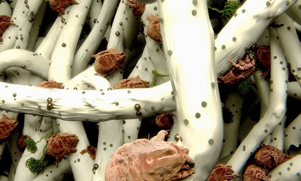 Mites and mite droppings under the microscope.
