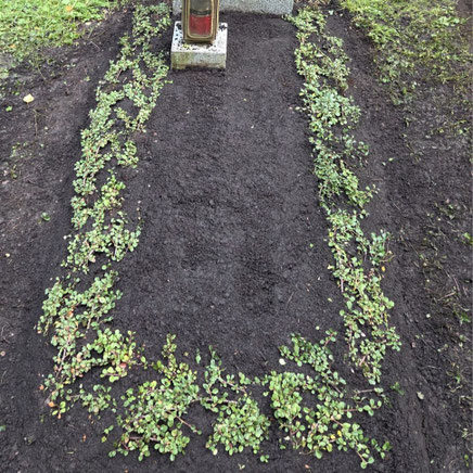 Immergruene Grabumrandung pflanzen Muenchen Sendlinger Friedhof Waldfriedhof Grabgestaltung mit Cotoneaster von der Blumenhuette Blumenladen