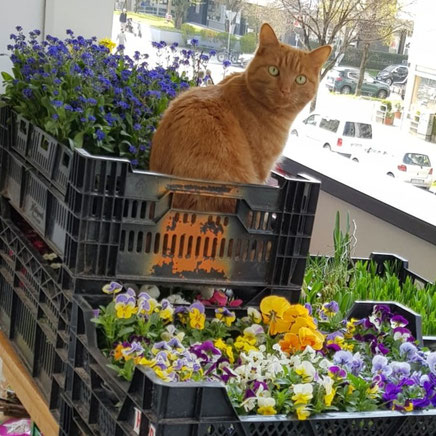 Deko Rote Katze Blumenladen Muenchen  München Sendling Blumenhuette