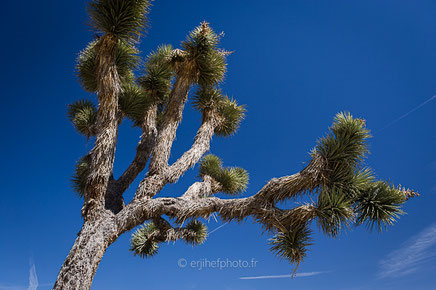 desert mojave, désert, yucca valley, joshua tree, road trip, road trip california, hit z road by zegut, rtl2, californie, etats unis, usa, rachel jabot ferreiro, erjihef photo