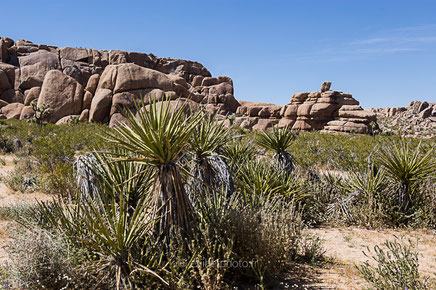 desert mojave, désert, yucca valley, joshua tree, road trip, road trip california, hit z road by zegut, rtl2, californie, etats unis, usa, rachel jabot ferreiro, erjihef photo
