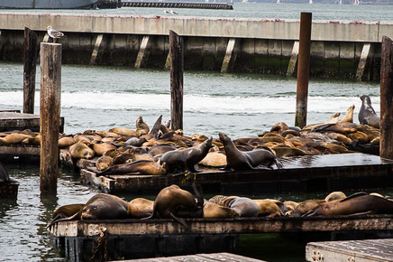 road trip californie, californie, usa, hit z road california, rtl2 by zégut, rachel jabot ferreiro, erjihef photo, san francisco, pier 39, sea lions, lions de mer