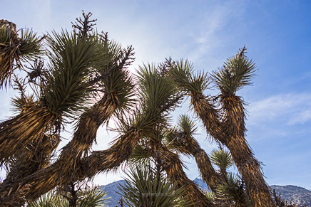 californie, états unis, united states, amérique du nord,pacifique, côte pacifique, california,road trip california, byzegut, rtl2, rachel jabot ferreiro, erjihef photo,désert