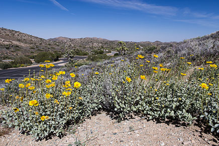desert mojave, désert, yucca valley, joshua tree, road trip, road trip california, hit z road by zegut, rtl2, californie, etats unis, usa, rachel jabot ferreiro, erjihef photo