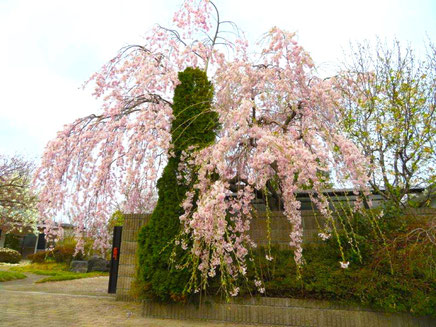 お庭の「三春滝桜」です