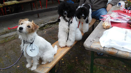 Tante Cookie siegt beim Hunderennen!