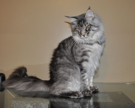 maine coon - blue maine coon cat