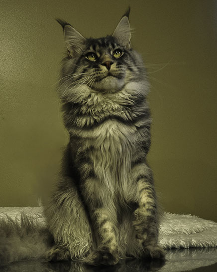maine coon for sale missouri