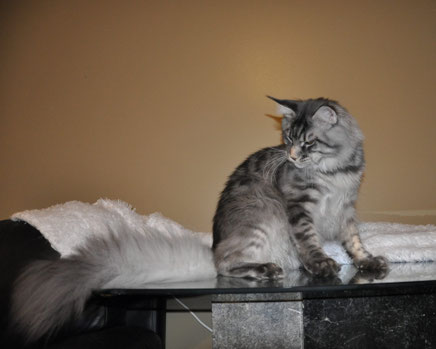 maine coon cats for sale