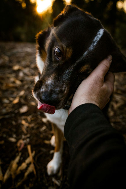 AMOUR PASSION CHIEN CANIN COMPLICITE