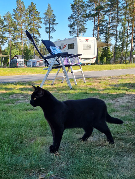 Ein schwarzer Katzentroll in Schweden