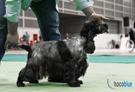 ♀ Ch. Chocoblue Have a Dood Day - Cocker Spaniel Inglés