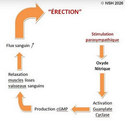 mécanisme de l'érection, dysfonction érectle