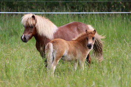 M: Rouky aus dem Wendland StPrSt/PrSt**/LS