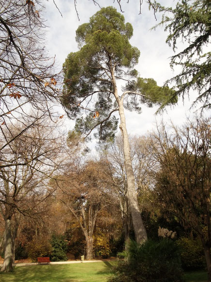 PINO CARRASCO DEL CAMPO DEL MORO