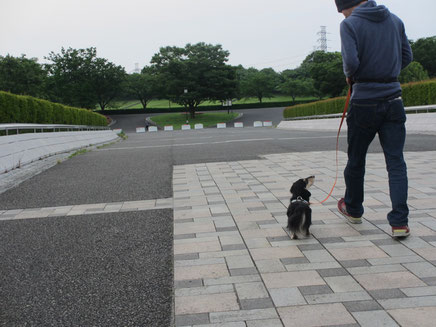 お散歩