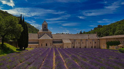 Abbaye de Sénanque entourée de champs de lavande en pleine floraison.