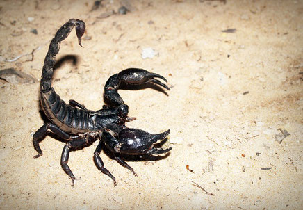 Dans le livre de l'Apocalypse, les dards des sauterelles sont comme ceux des scorpions