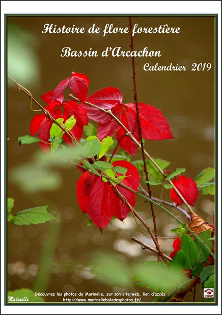 Couverture "Calendrier 2019 - Histoire de flore forestière, Bassin d'Arcachon"