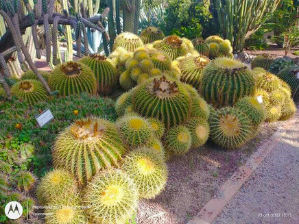  En el Jardín Botánico de Valencia, cuenta con áreas al aire libre con diferentes tipos de plantas, como palmeras, árboles tropicales, cactus y plantas acuáticas.