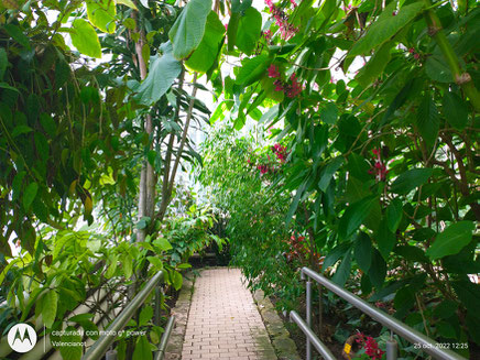 Dentro de uno de los invernaderos del Jardín Botánico de Valencia en donde se encuentran  las plantas más delicadas al cambio de temperatura.