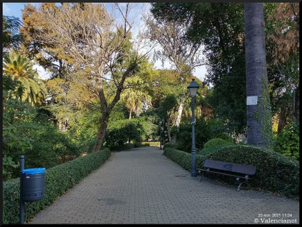 El Jardín de Ayora en Valencia alberga una variedad de plantas, incluyendo árboles monumentales como ficus, pinos, eucaliptos y palmeras de gran porte, así como otras especies notables como nandinas, jacarandas y Washingtonias. 